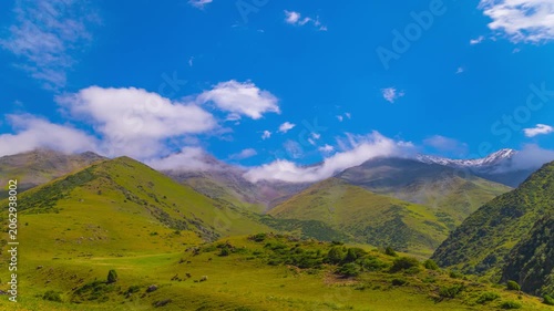 Static time-lapse of free-range cows grazing on green mountains under white clouds flowing on blue sky above in Kyrgyzstan at sunny summer day.