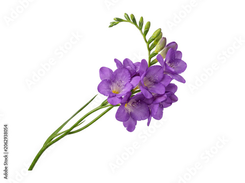 Purple Freesia Flower Branch Isolated on White Background.