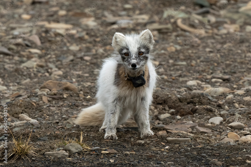 Fototapeta premium Renard polaire,