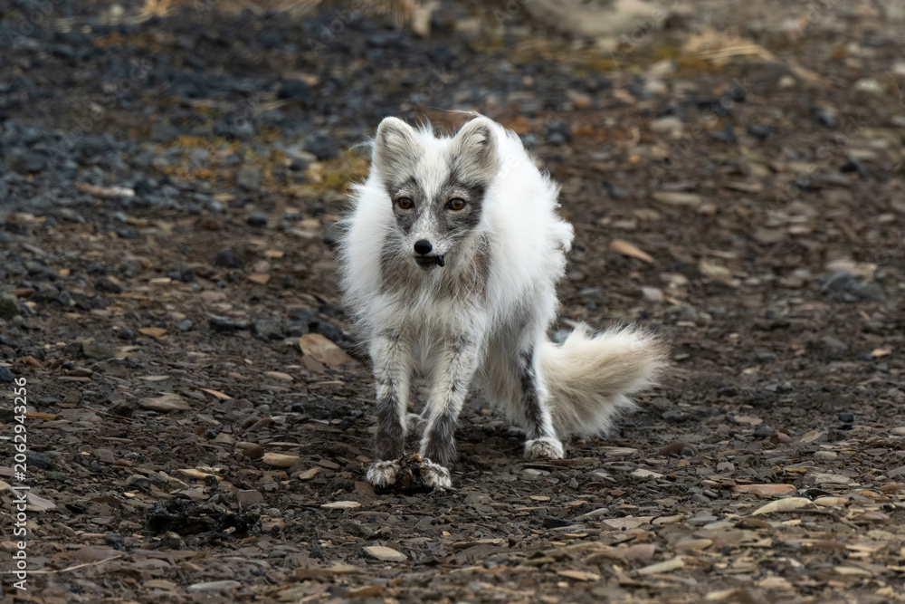 Fototapeta premium Renard polaire,