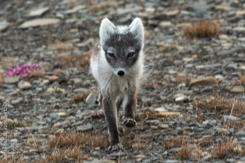 Fototapeta premium Renard polaire,