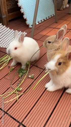 Adorable baby bunnies group eating green grass wooden deck outdoor 