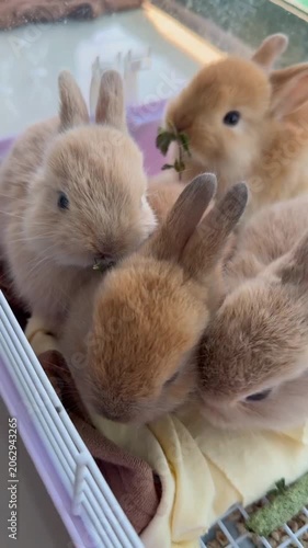 Little brown bunnies baby sitting cage indoor 