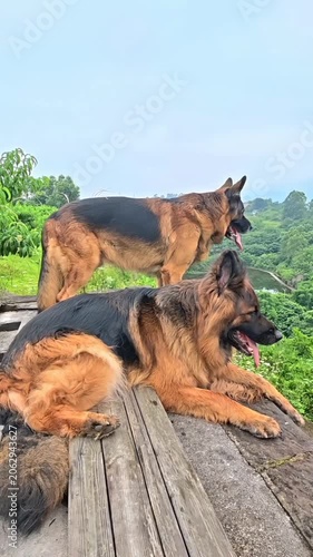 Beautiful german shepherd dog guarding overlooking valley green hills 