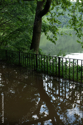 river in the forest