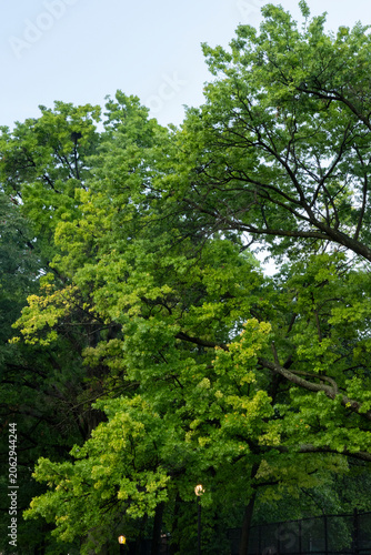 trees in the forest