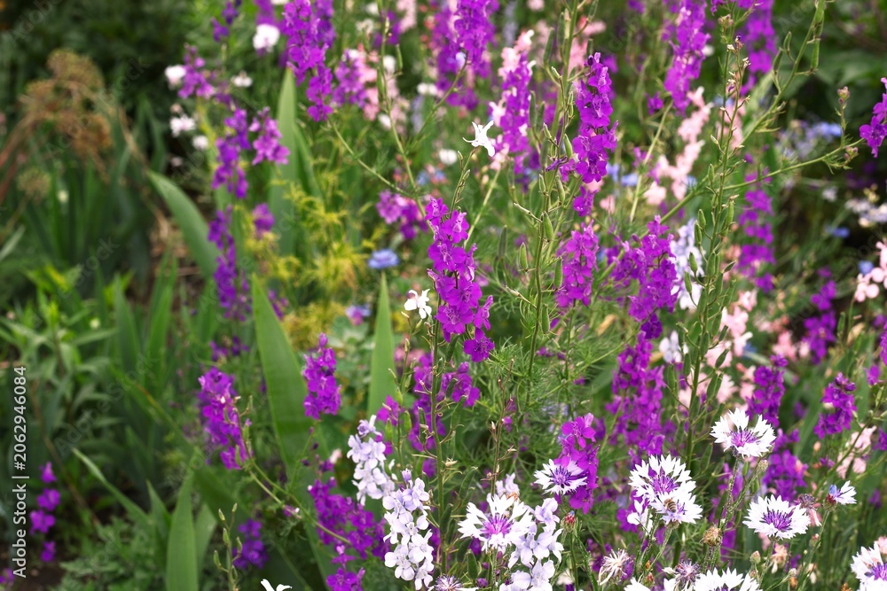 Obraz premium field of lavender