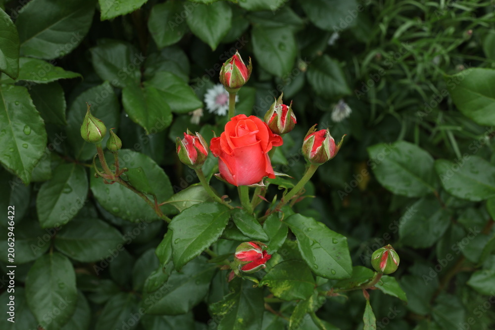 Obraz premium red rose in the garden