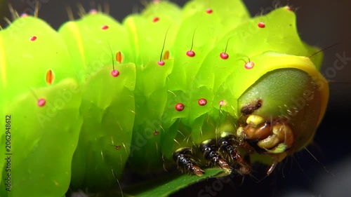 Large green Luna moth caterpillar sitting on a twig. Close-up macro shot focusing on the head and face with detailed eyes and mouthparts. Insect wildlife nature