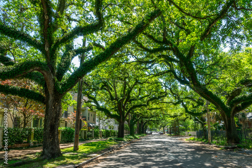 Canvastavla Majestic oak trees in a street of the Garden district in New Orleans, Lousiana
