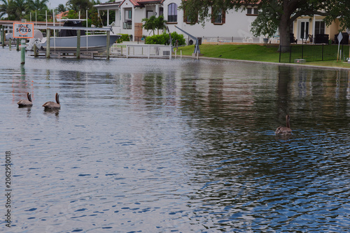 Bilde på lerret Three Pelicans Swimming in a Residential Canal with Boats, Docks and Waterfront Homes Crisp Park in St