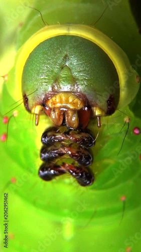 Large green Luna moth caterpillar sitting on a twig. Close-up macro shot focusing on the head and face with detailed eyes and mouthparts. Insect wildlife nature
