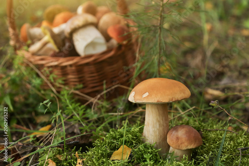 Edible porcini boletus mushrooms growing in moss in autumn fall forest close up. Picking mushroom in basket