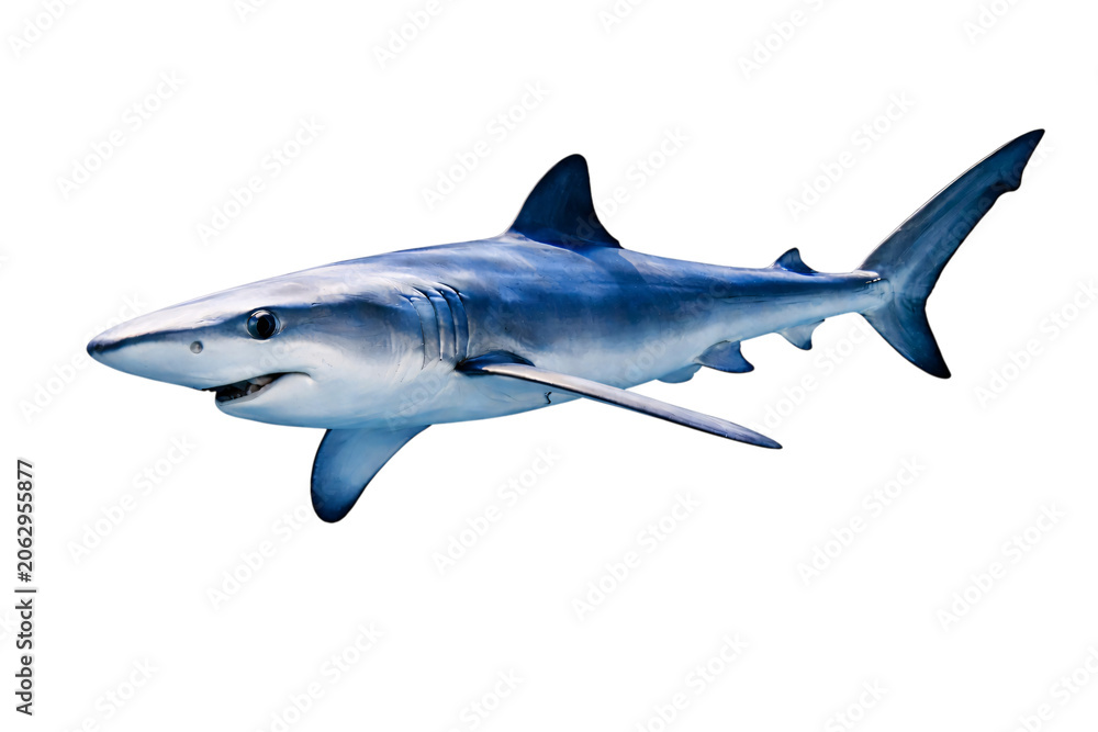 Fototapeta premium Blue shark swimming in dark png transparent