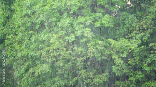 summer rain on a background of trees