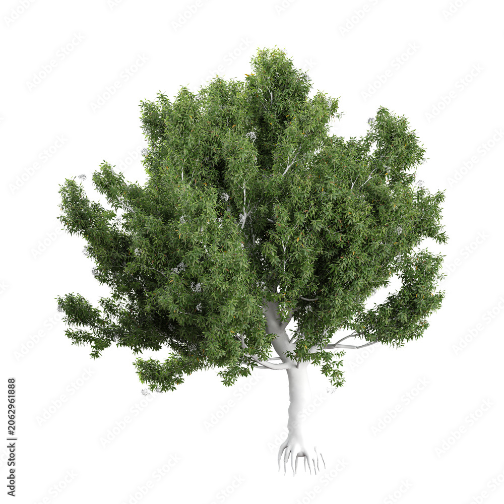 Fototapeta premium collection of corymbia plant with realistic style
