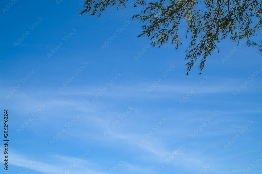 Fototapeta premium Blue sky with copy space and pine tree branches framework background.Minimalist blue sky background with pine branches.