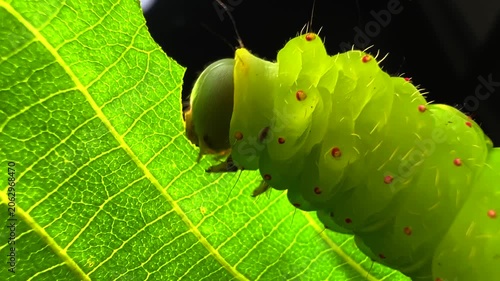 Large green Luna moth caterpillar crawling on a twig and eating leaves. Close-up macro wildlife shot. Detailed insect feeding behavior in nature