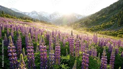Majestic Sunset over a Field of Purple Lupine Flowers in Alpine Mountain Valley with Snowy Peaks