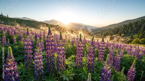 Stunning Sunrise Over Alpine Meadow with Blooming Purple Lupine Flowers and Morning Mist in Mountains