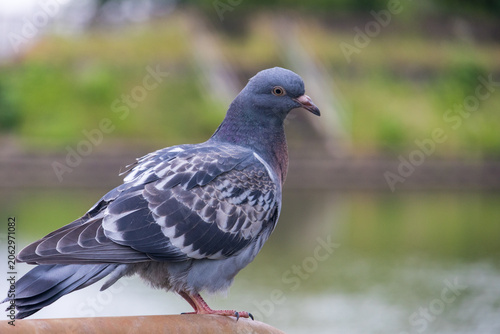 Close up portrait of pigeon with blurred background