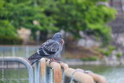Pigeon perched on metal railing with blurred park background