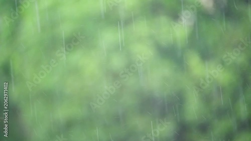 summer rain on a background of trees