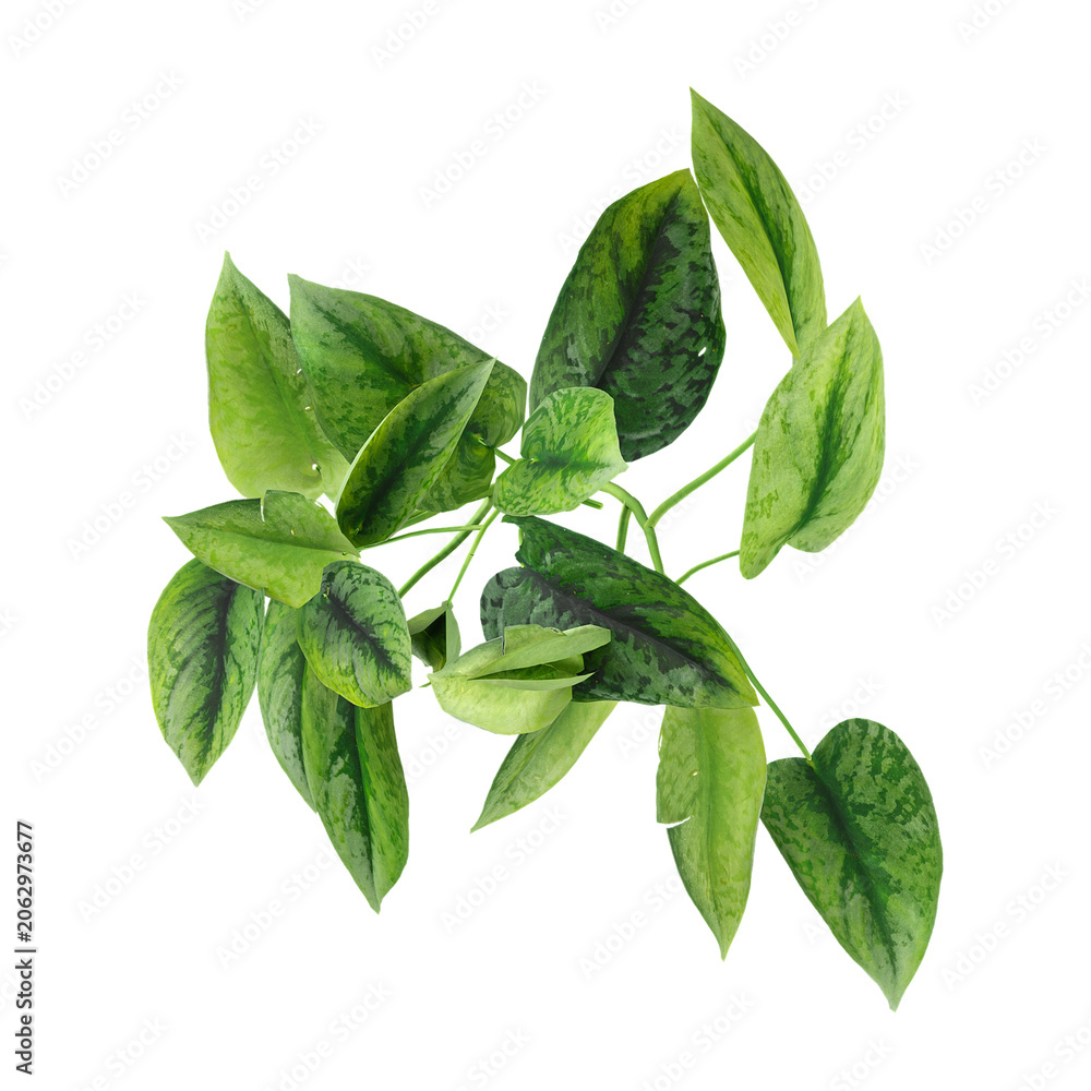 Fototapeta premium collection of Peace lily plant on transparent canvas from the top view