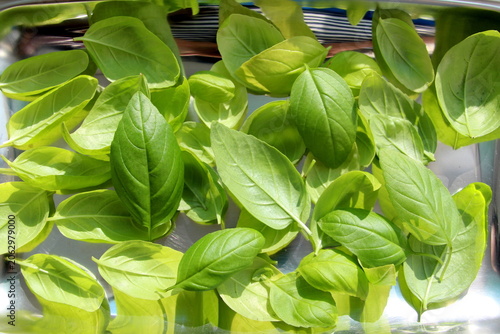 Fragrant fresh green basil leaves are dried in the sun