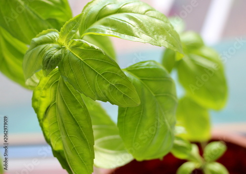 Fragrant fresh green basil leaves are grown on the windowsill in a pot in the summer.