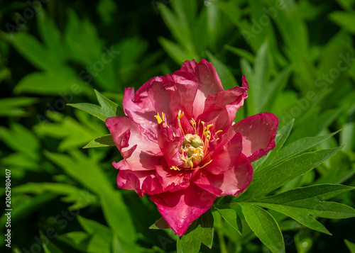 Fotografie ‘Hillary’ Itoh peony in bloom, showcasing layered coral-pink petals with deep rose highlights and golden stamens