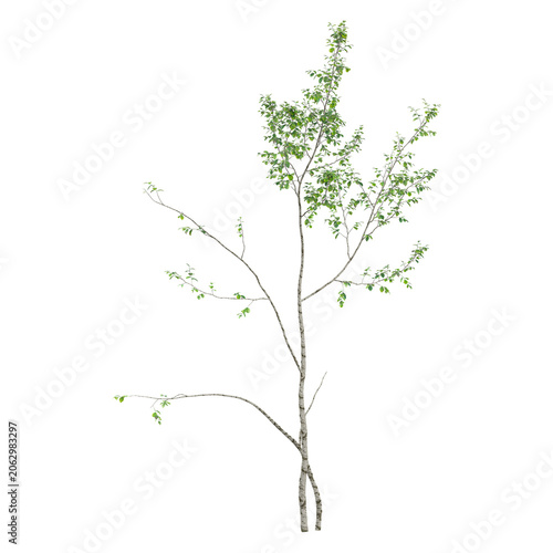 Canvastavla collection of Silver birch plant with realistic style
