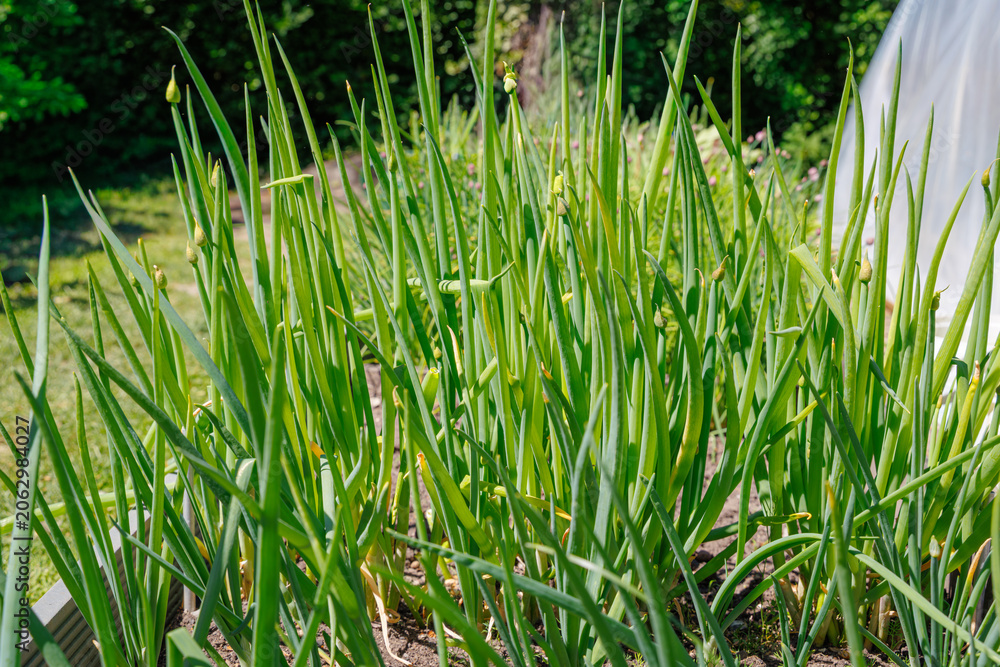 Obraz premium Green onions grow in a garden with lots of sunlight and a few plants nearby during a warm day in spring
