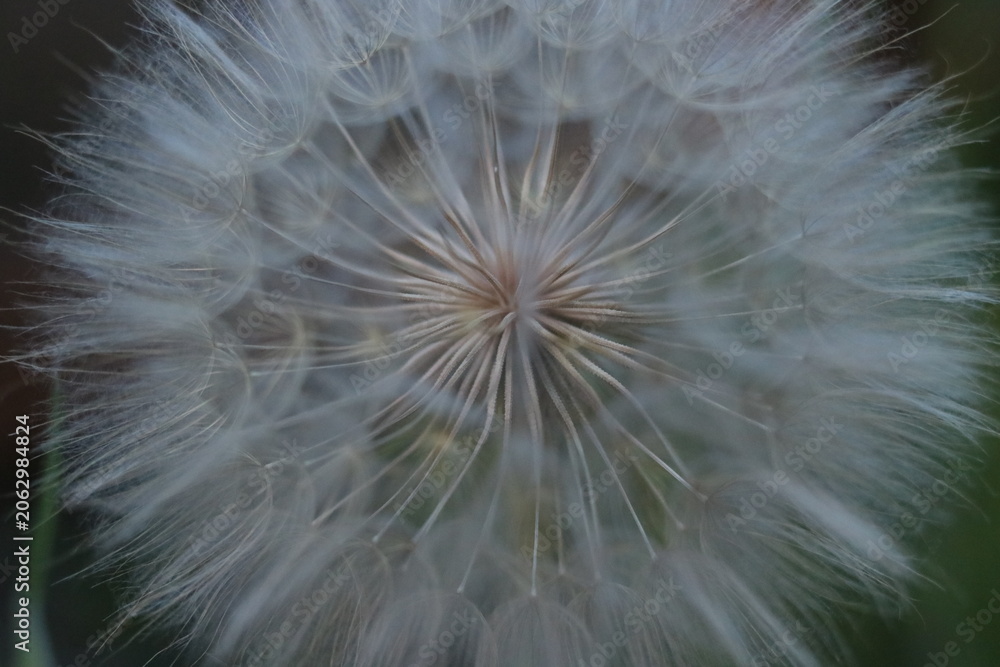 Fototapeta premium Close Up of Western Salsify Seed Head (Tragopogon dubius)