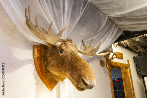 Photos Low angle view of taxidermy moose head with large antlers mounted on rustic wooden wall