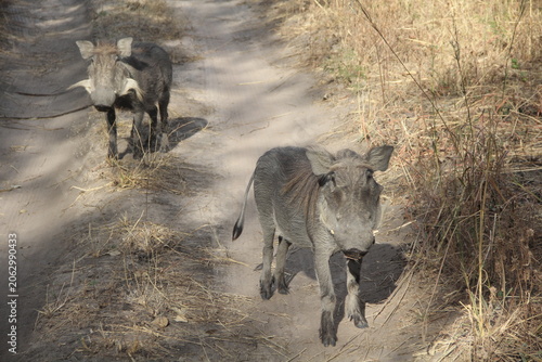Phacochères commun au Sénégal