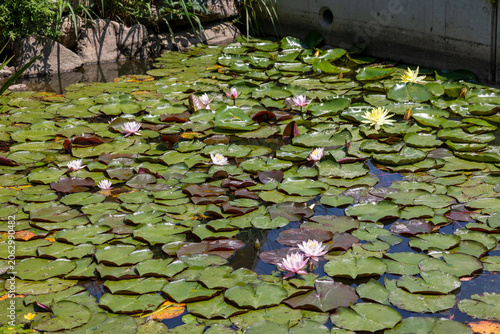 水に浮かぶスイレンの花
