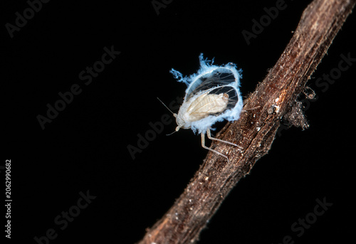 Foto Adult male cave-dwelling planthopper Valenciolenda fadaforesta in Cueva de los M