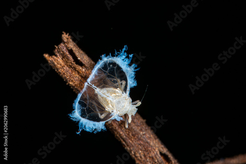 Bild auf Leinwand Adult male cave-dwelling planthopper Valenciolenda fadaforesta in Cueva de los M
