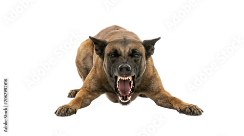 Aggressive Belgian Malinois Dog Growling with Teeth Bared on White Background