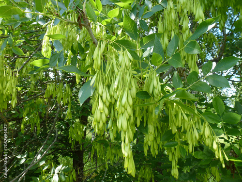 Ash tree. Close-up of common ash seeds among green foliage. Tree branch.