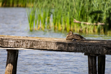 Female mallard rests on a timeworn wooden pier beside reeds. Warm light shapes the calm water and the quiet bird sits with folded wings enjoying a peaceful wetland afternoon.