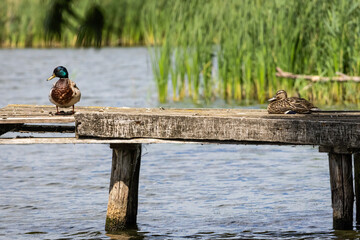 Mallard drake stands while the hen relaxes on a rough pier above still water. Green reeds frame the background and the pair share a tranquil moment in bright summer light.
