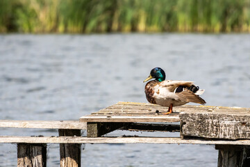 Close view of a mallard drake preening on a worn pier over open water. The glossy emerald head glints in sunlight while patterned feathers ruffle in the wind and waves sparkle below the planks.