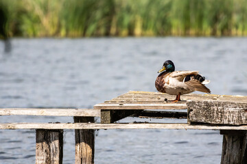 Mallard drake balances on a broken pier and stretches a wing above silvery water. Weathered boards and distant reeds frame a tranquil moment as the bird grooms and surveys the lakeside.