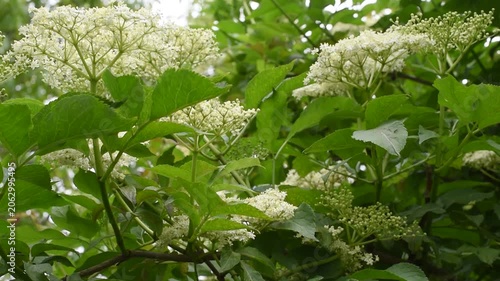 Blooming Elderflower Clusters Among Lush Green Foliage in Summer Garden