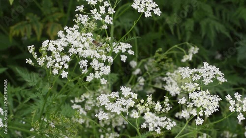 White wild chervil flowers blooming in green grass in summer field