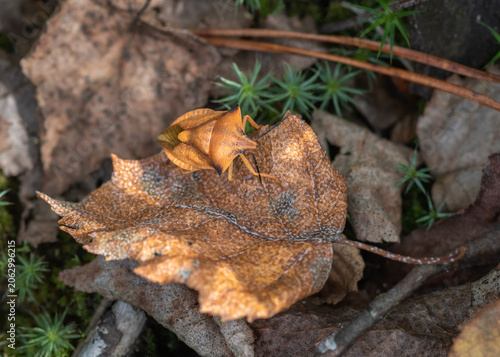 A macro photograph of a shield bug Carpocoris fuscispinus camouflaged on a dry brown leaf amidst forest floor moss and foliage.