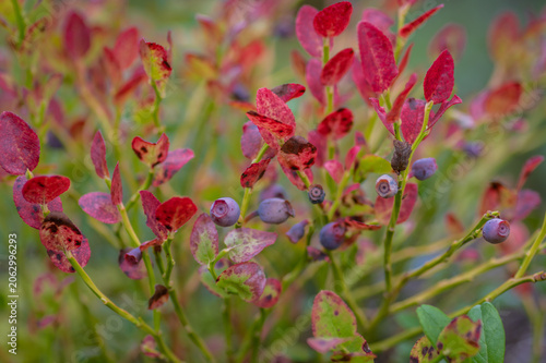 A macro shot of ripening wild blueberries with distinctive red-tinted autumn leaves on a forest shrub.