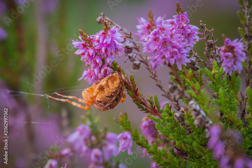 A close-up shot of an orange cross orb-weaver (European garden spider) spider hanging on blooming purple heather flowers.
